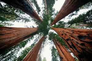 Free photo giant tree closeup in sequoia national park