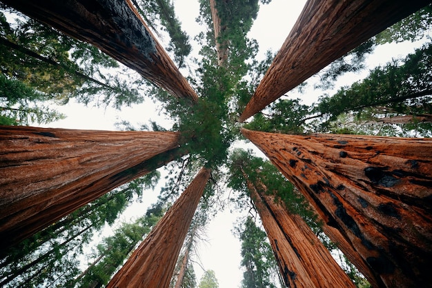 Giant tree closeup in Sequoia National Park