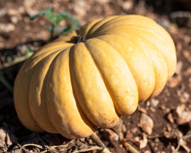 Free Photo giant yellow pumpkin in garden soil