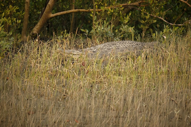 Free Photo gigantic salted water crocodile caught in mangroves of sundarbans in india