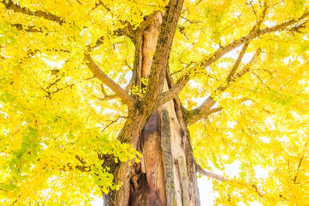 Free photo ginkgo tree in japan