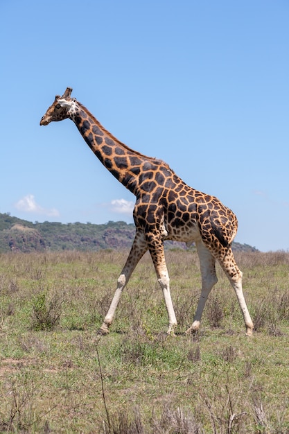 Free photo giraffe on a of grass