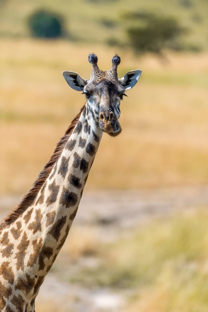 Giraffe in National park of Kenya, Africa