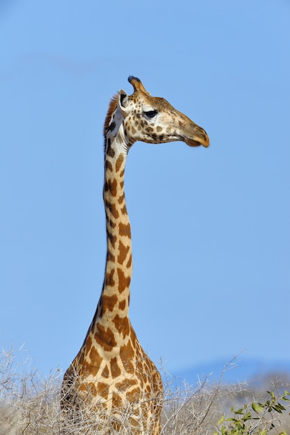 Free photo giraffe in national park of kenya