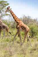 Free photo giraffe in natural environment