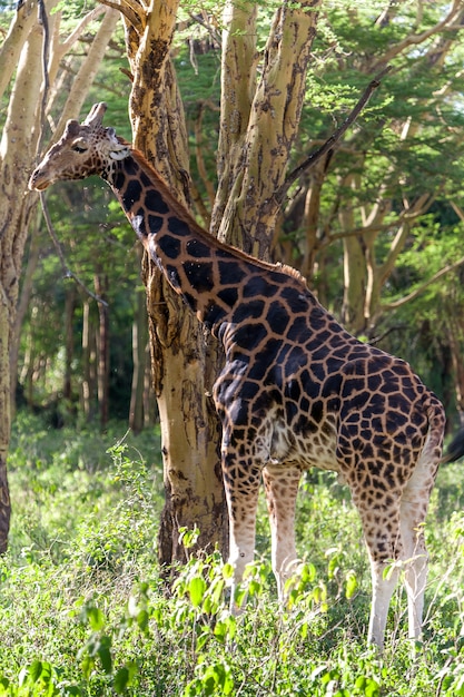 Free photo giraffe in natural environment