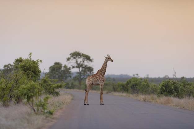 Free photo giraffe standing on an empty road