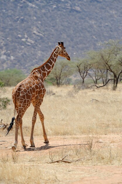 Giraffe in the wild