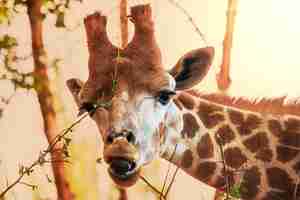 Free photo giraffe