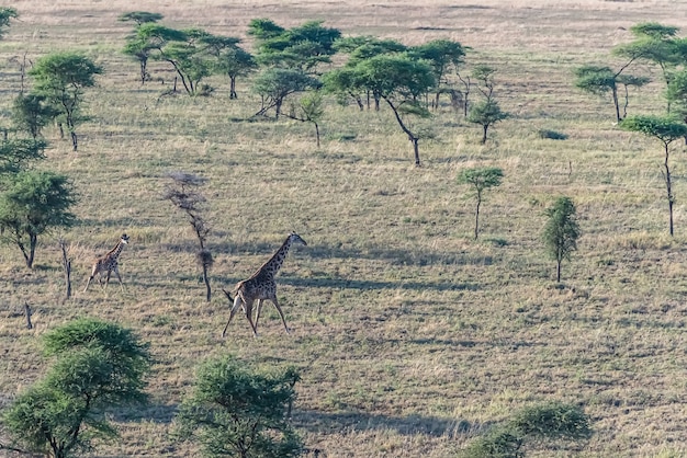 Free photo giraffes in a field covered in the grass and trees under the sunlight at daytime