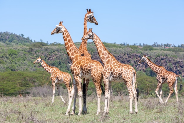 Giraffes herd in savannah