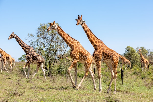 Giraffes herd in savannah