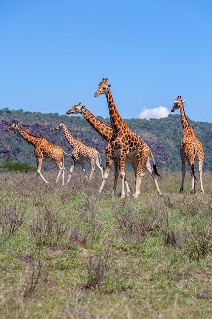 Giraffes herd in savannah