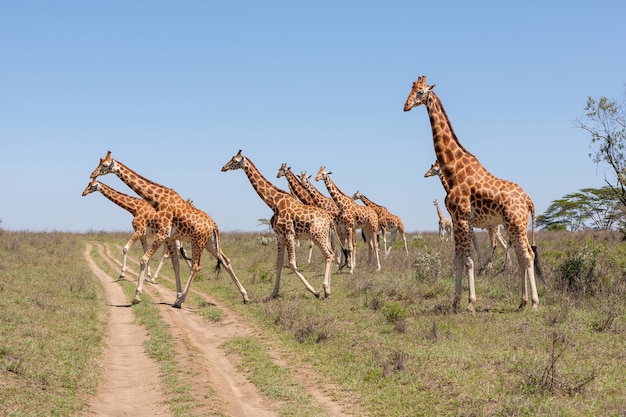 Giraffes herd in savannah