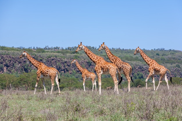 Free photo giraffes herd in savannah