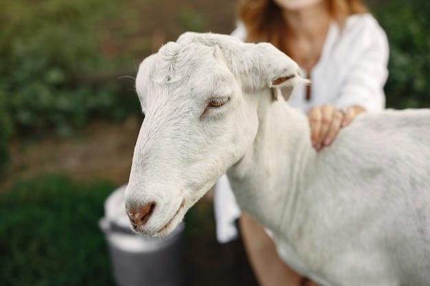 Girl farmer with white goat. Woman and small goat green grass. Eco farm. Farm and farming concept. Village animals. Girl play cute goat. F