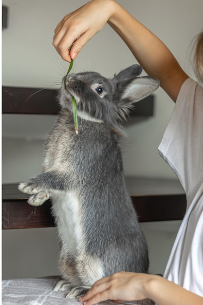 Free photo the girl holds a rabbit in her arms rabbit eats from hands