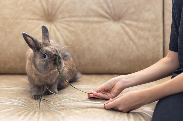 A girl is feeding a pet rabbit on the sofa pet concept