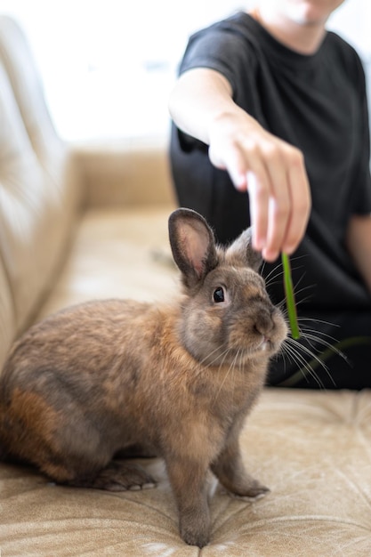 Free photo a girl is feeding a pet rabbit on the sofa pet concept