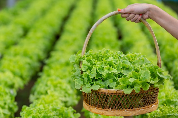 The girl is picking the lettuce into the basket in the nursery.