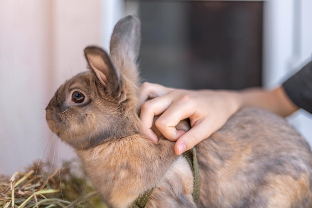 A girl plays with a domestic rabbit on the street Pet concept