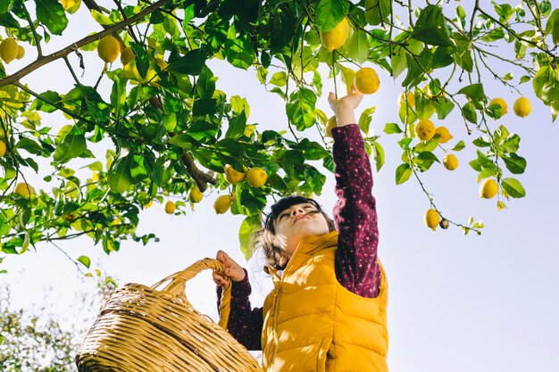 Girl with basket picking lemons