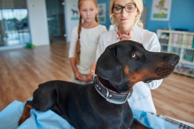 Free Photo girl with doberman at a vet
