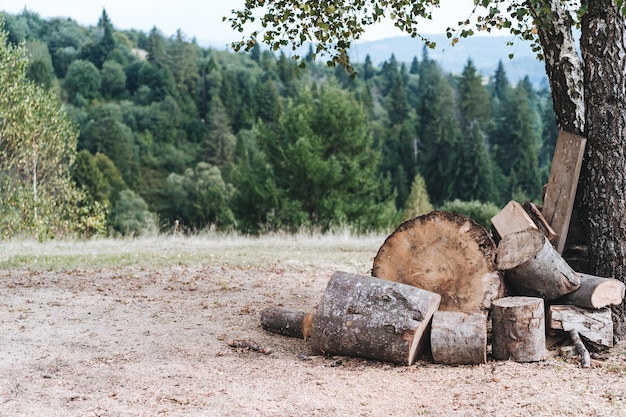 A glade in the forest with folded firewood for a firebox