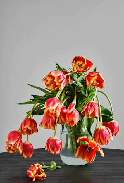 Glass jar with a bouquet of fading beautiful red-yellow tulips against the background of a white wall, on black wooden table