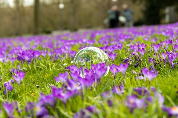 Free photo glass sphere in the middle of purple flowers field