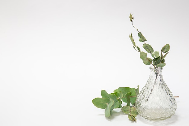 Free Photo glass vase with eucalyptus leaves isolated on white background