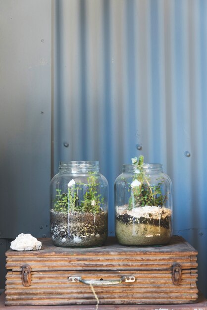 Glass vase with plants inside