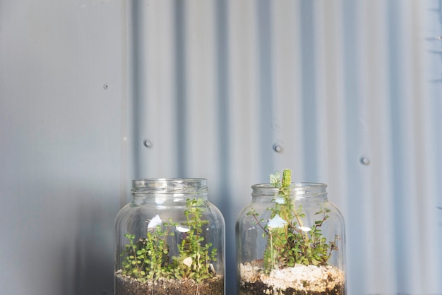 Glass vase with plants inside