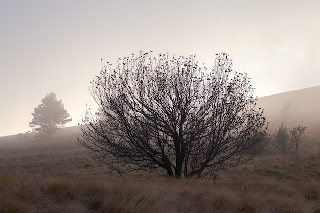 Gloomy landscape with a single tree in Istria, Croatia