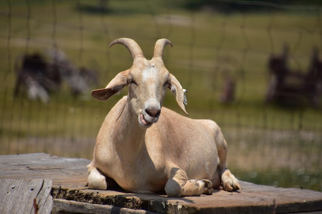 Goat Chewing While Resting in the Sun