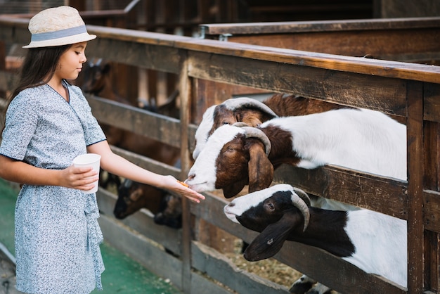 Goat eating food from the girl's hand on the farm