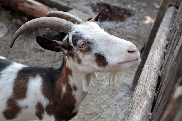 Free Photo goat in the farm near the wooden fence