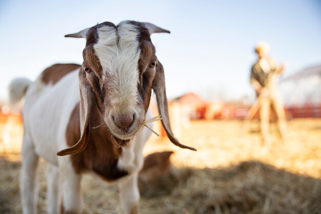 Goat at the farm on a sunny day