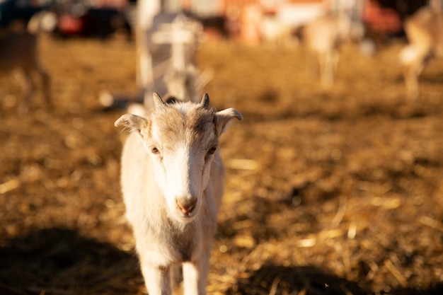 Free Photo goat at the farm on a sunny day