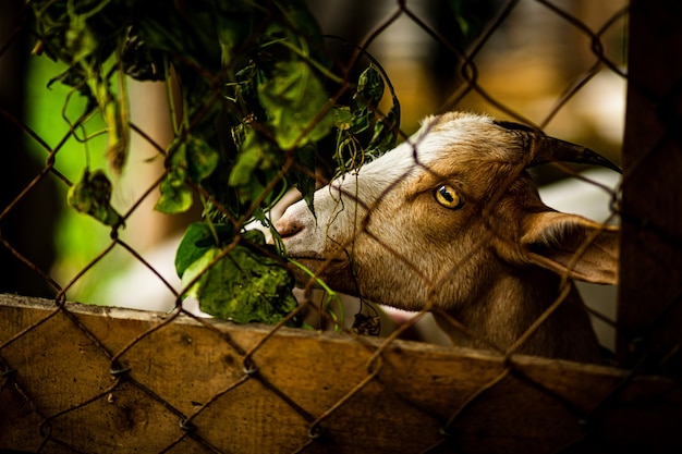 Free Photo goat behind a fence