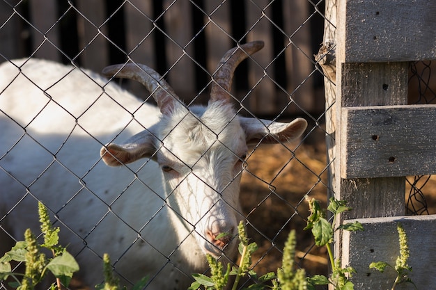 Free Photo goat inside fence with gate at farm 