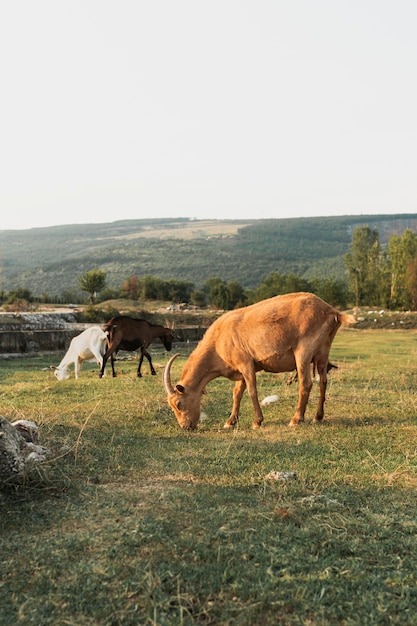 Free photo goats eating grass on the meadow