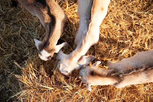 Goats at the farm on a sunny day