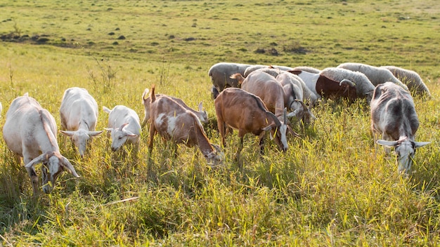 Goats on land with grass eating