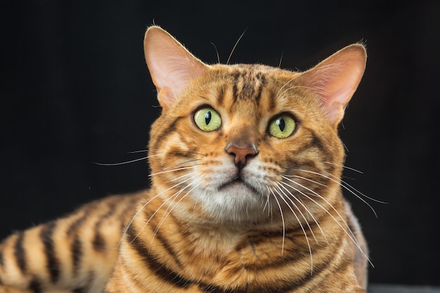 Free photo gold bengal cat on black