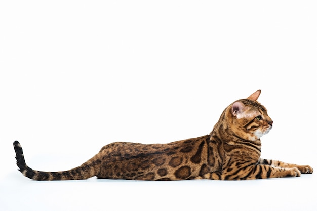 Free Photo the gold bengal cat on white background