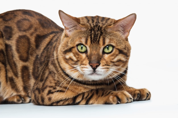 Free Photo the gold bengal cat on white background