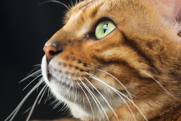 The gold Bengal Cat