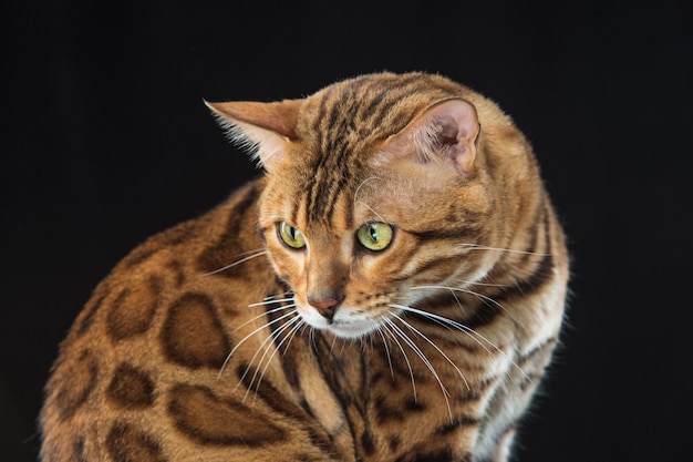 The gold Bengal Cat