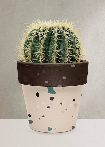 Free photo golden barrel cactus in a terrazzo pot